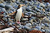 Yellow-eyed Penguin